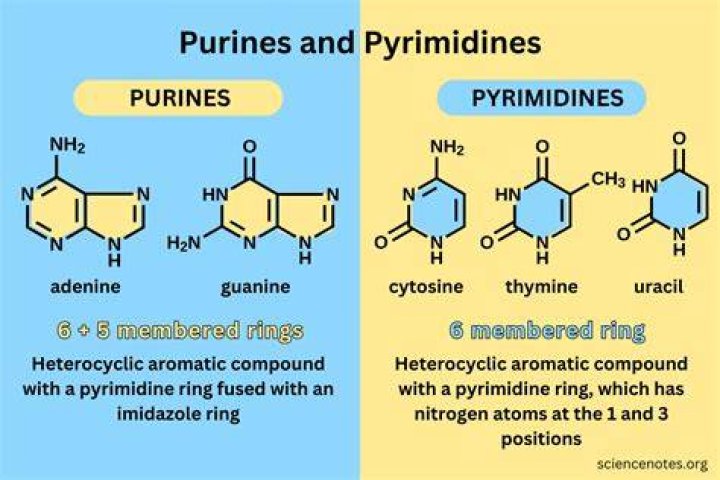 Difference between purine and pyrimidine