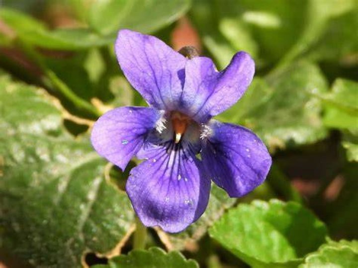 Violette