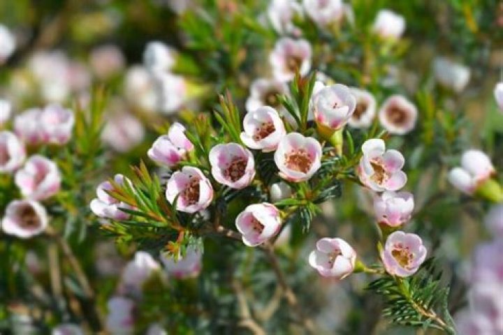 Waxflower